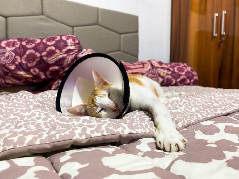 Please Help Nino with His Vet Bills